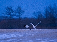 6J3P2983+.jpg