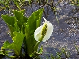 6J3P2155+.jpg