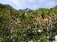 6J3P2916+.jpg