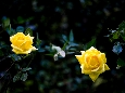 _J3P8145+.jpg