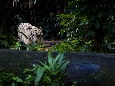 _45W4528+.jpg