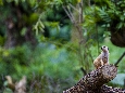 _45W5082+.jpg