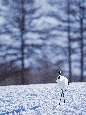 _45W5389+.jpg