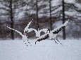 _45W5819+.jpg