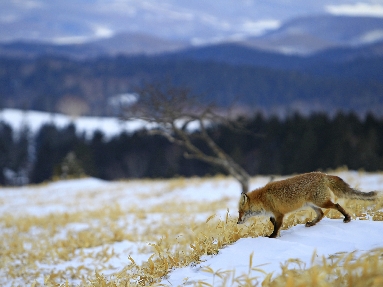 _45W7031+.jpg