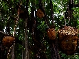 _DSF7195.JPG