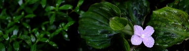 _DSF1256.JPG
