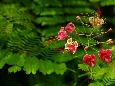 _DSF1084.JPG