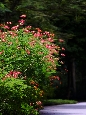 _DSF1098+.jpg