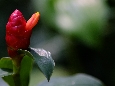 _DSF1187.JPG