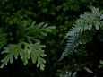_DSF1248.JPG