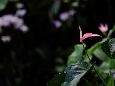 _DSF1253.JPG
