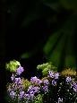 _DSF1233+.jpg