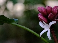 _DSF1259.JPG