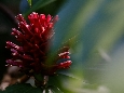 _DSF1274.JPG