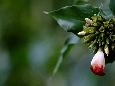 _DSF1290.JPG