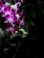 _DSF1242+.jpg