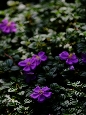 _DSF1346+.jpg