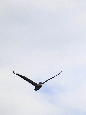_45W3523+.jpg