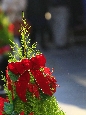 _45W4806+.jpg