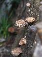 _45W7555+.jpg