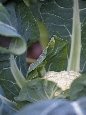 _45W7519+.jpg