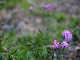 _DSF2942.JPG