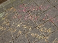 _DSF5149.JPG